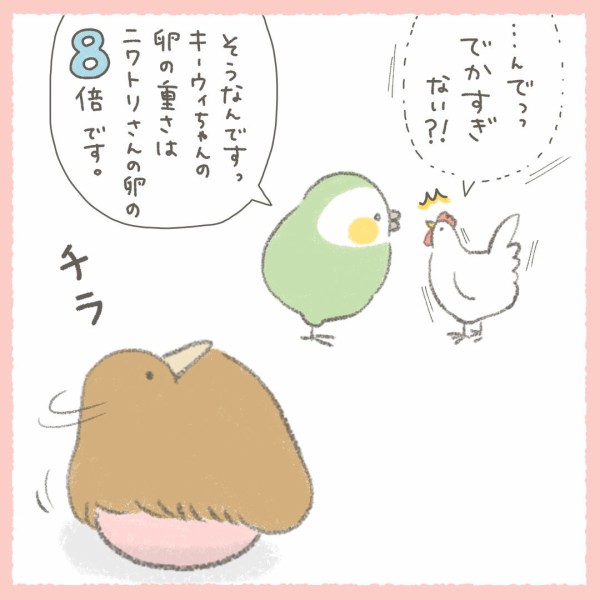 キーウィの卵の大きさ カカポとキーウィの森