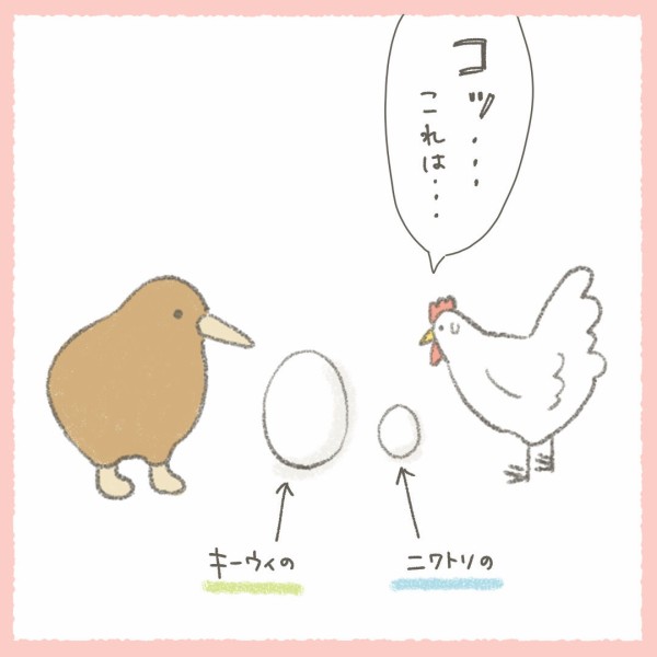 キーウィの卵の大きさ カカポとキーウィの森