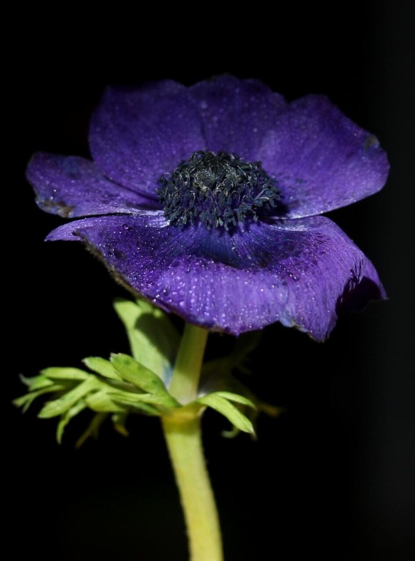 花 青 点眼剤 水 ぬれた 植物 高解像度画像 壁紙かわいいいお市ゃ私は材料を入力泣きます 壁紙