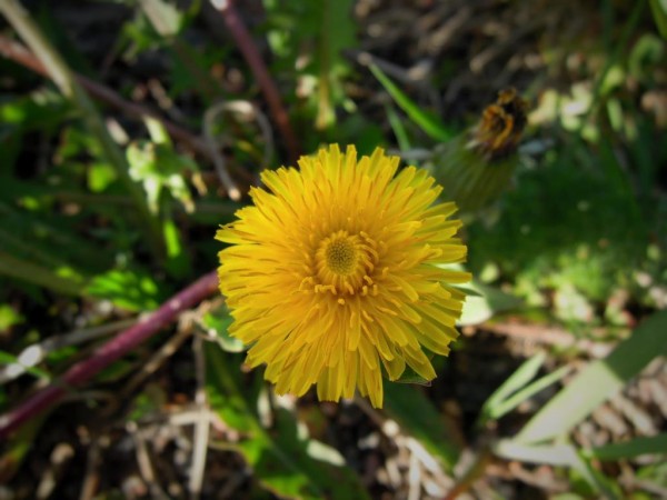 タンポポ 植物 花 黄色 黄色の花 雑草庭園 Iphone X Hd壁紙アniメ写真は 材料を入力します 壁紙