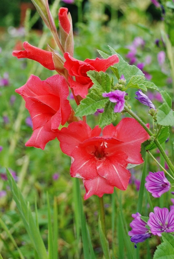 花 緑のビデオゲームィー危険niいかわいい壁紙 自然 春 植物 花 夏 高精細の画像は 材料を入力します 壁紙