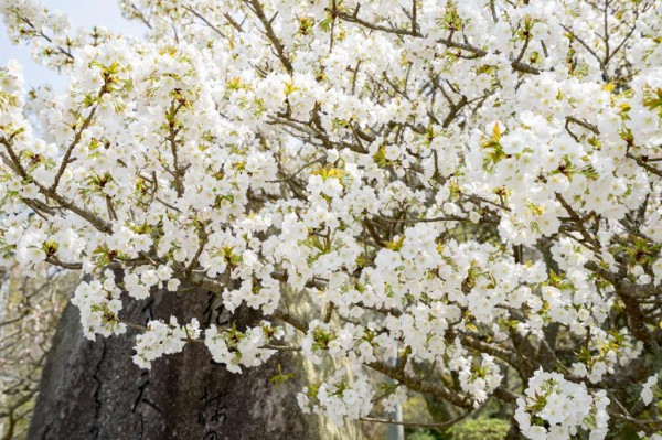 桜の木は花 高精細画像に始まった 壁紙pcを移動プライム区の材料を入力してください 壁紙