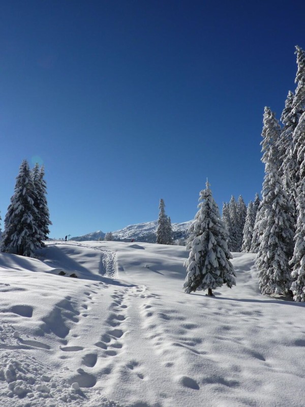 モミ 自然 森林 雪 Iphoneの壁紙冬の風景 雪 冬の魔法 高精細の画像 材料を入力します 壁紙