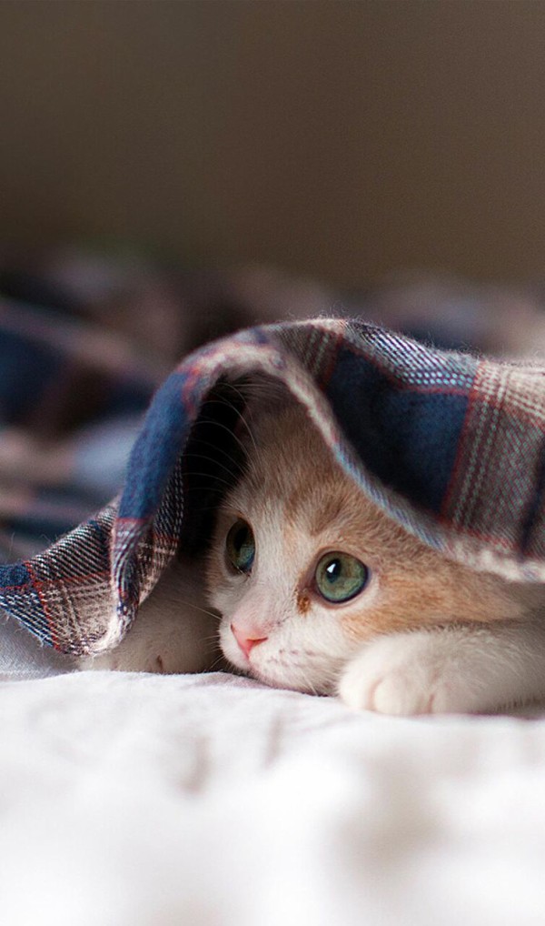 Lec画面の壁紙市ゃお猫ro孟いたずらiphoneは ロック画面の画像 Hdモバイル壁紙 動物 私は泣く作ら 壁紙