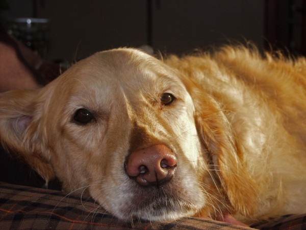 犬 ゴールデンレトリバー 相互壁紙nn甘い 良い 大きな犬の越日のpa 蜂蜜 自然 高精細の画像 材料を入力します 壁紙