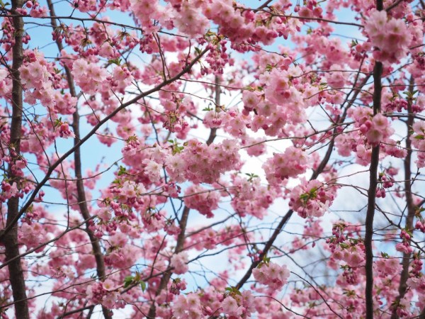 花 ピンク 木 木々や花 日本 桜 春 日本の桜の壁紙rady 高精細画像 材料入力します 壁紙