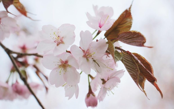 日本の桜の木 日本の桜の花 春の花 観賞桜 木 壁紙iphoneかわいいい春 日本の桜 高精細画像 材料入力します 壁紙
