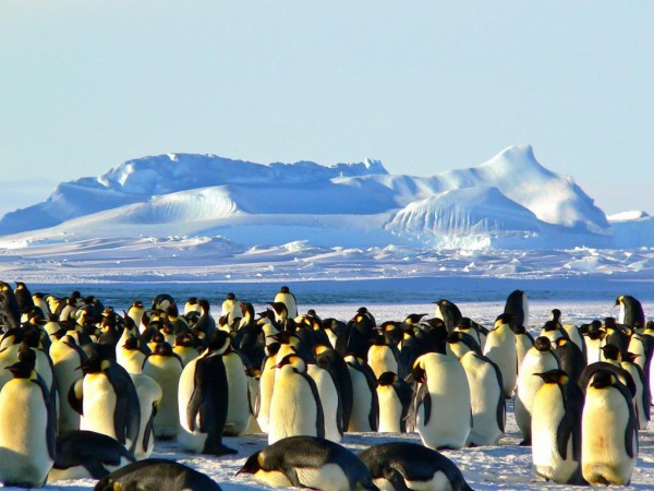 皇帝ペンギン 南極 ロングライブ壁紙 動物氷 南極 寒さ 高精細の画像は 材料を入力します 壁紙