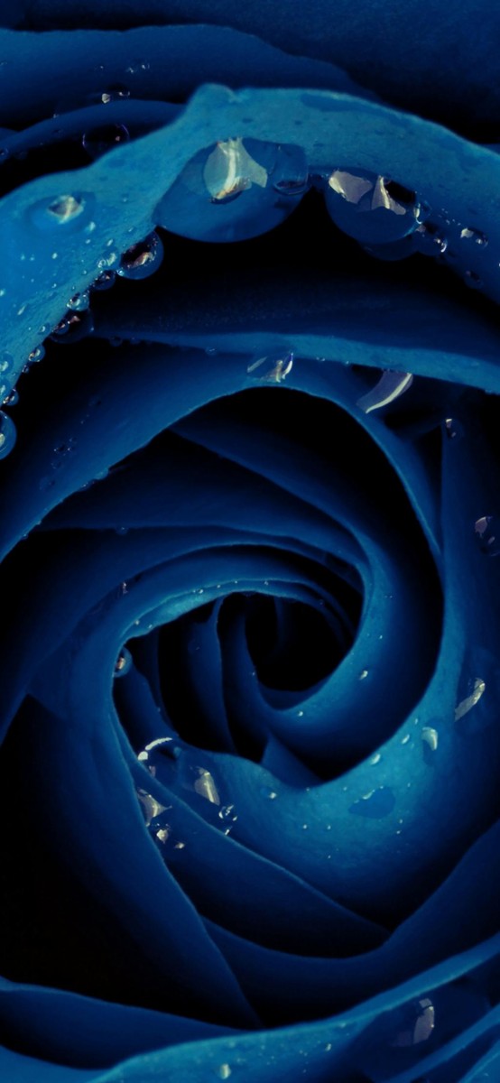 米国ダウォー美しい青いバラの壁紙 ロック画面の画像 携帯電話の壁紙 植物を持っています 壁紙