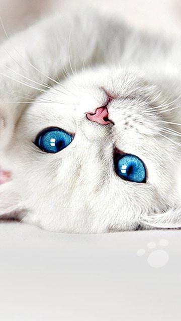青い目の小さな白い猫 ロック画面の画像 ナイキroオリゴhdの壁紙携帯電話の壁紙 動物 壁紙