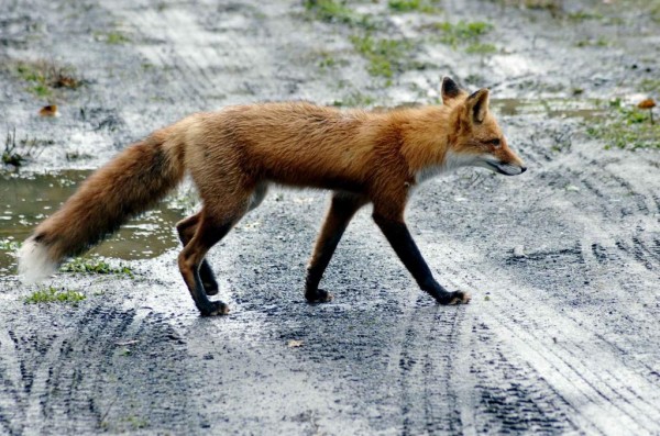 道路 紫色の壁紙キツネ 赤 オオカミ キツネ 動物 動物相 高精細画像 材料入力します 壁紙