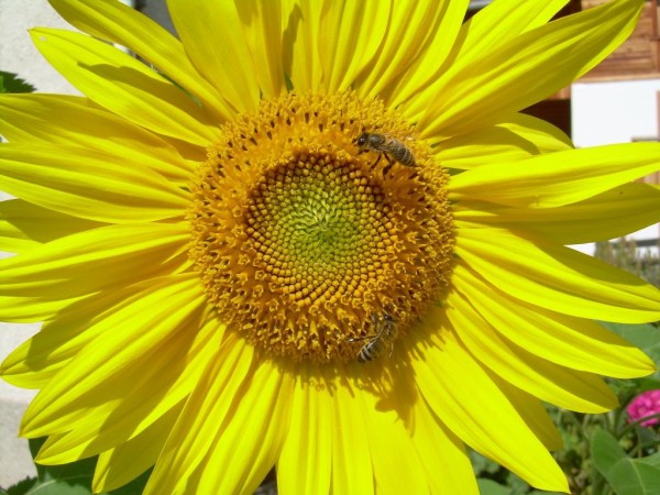 日本の花の壁紙iphoneヒマワリ 黄色 花 高精細の画像は 材料を入力します 壁紙