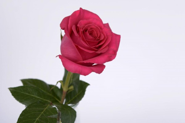 ローズ ピンク バラ ロマンス Iphoneの壁紙おデスdesuが円形の愛 開花 ブルーム 高精細の画像は 材料を入力します 壁紙