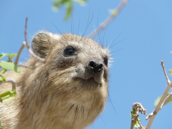 コニーは 動物 コテージ 野生レノボ壁紙 哺乳類 放牧 動物聖書 高精細の画像 材料を入力します 壁紙