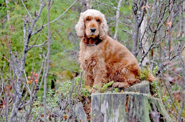 犬 コッカースパニエル アメリカンコッカースパニエルは 自然 Iphoneの壁紙は最高の愛 子犬 高精細画像することができます 材料入力します 壁紙