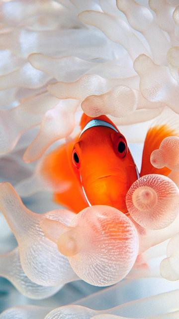 かわいいピエロ魚 シリコーンュメro Ma ロック画面の壁紙画像 Hdモバイル壁紙 動物 壁紙