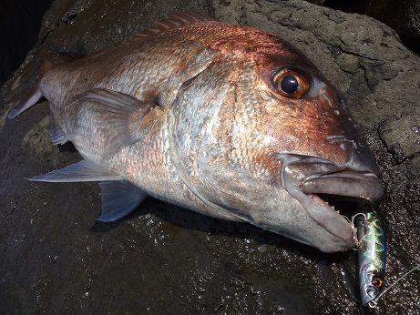 ショア真鯛の釣り方 南船北馬 ショア真鯛の釣り方 南船北馬