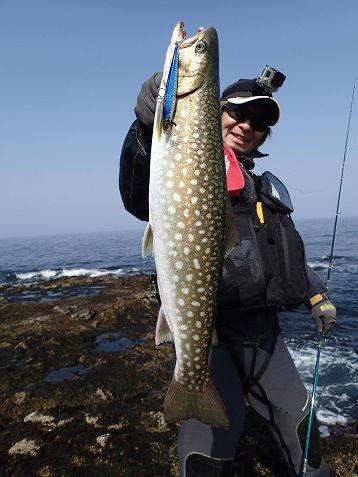 海アメ、海サクラ狙いで北海道遠征 : ～南船北馬～