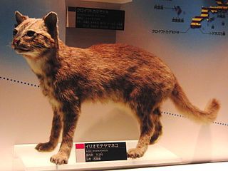 1965年3月14日 日本固有種 天然記念物 絶滅危惧種イリオモテヤマネコを作家の戸川幸夫が発見 発見50周年 画像検索 動画検索 可愛すぎる現地名ヤマピカリャーがネタにされすぎｗｗｗ ｍｎｈｍｈ