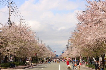 健軍自衛隊通り 桜祭り 熊本 県央 旅を探しに 週末どこいこ