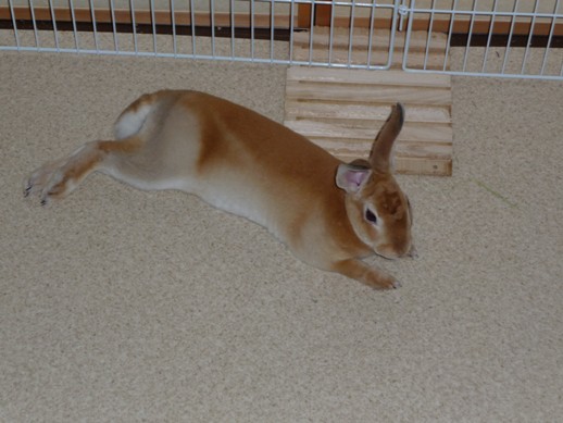 カキ氷 始めました うさぎのミニレッキスmocoと過ごす日々