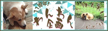 Cfo11周年 わんわん企画 わんわんお U W メイドが接客するメガネ屋 キャンディフルーツ オプティカル