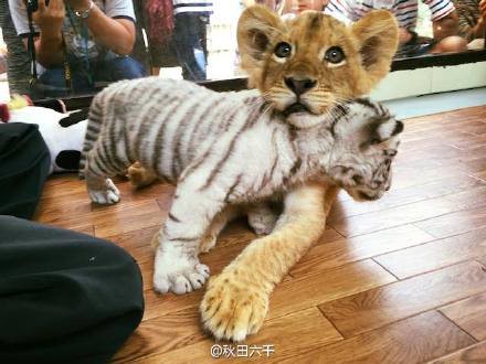 那須サファリパーク 仲良しすぎるホワイトタイガーとライオンの赤ちゃん 中国の反応 燃えろ China 中国の反応 那須サファリパーク 仲良しすぎるホワイトタイガーとライオンの赤ちゃん 中国の反応 燃えろ China 中国の反応