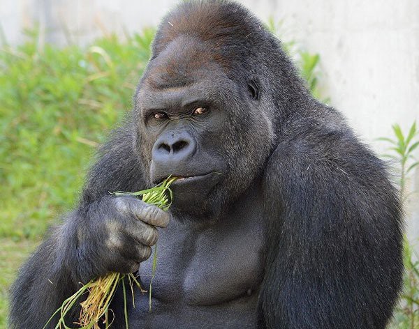 東山動植物園 史上一番のイケメンゴリラ 中国の反応 燃えろ China 中国の反応