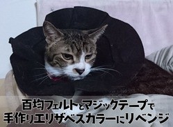 百均 フェルトとマジックテープで手作りエリザベスカラーに挑戦してみた Mencosquedamono妄想商品開発室