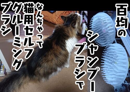 百均 シャンプーブラシで なんちゃって猫用セルフグルーミングブラシ メンコスケダモノ 猫3匹とゲーマーのもふもふ生活漫画絵日記 Powered By ライブドアブログ