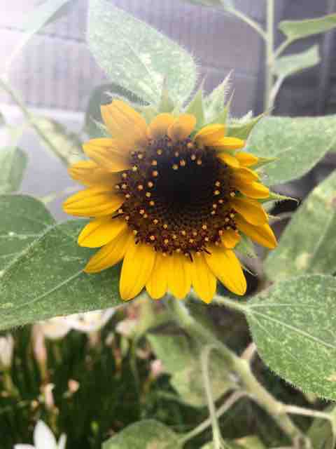 小さいひまわりも開花直前 しあわせのもふもふ日記