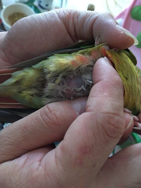 ろこちゃん 軟卵 と診断されました しあわせのもふもふ日記