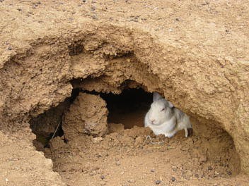 ウサギの巣穴を発見 うさぎ絵日記