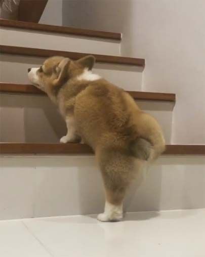 激カワ 短い足で一生懸命階段を登ろうとするコーギーの子犬 プリプリのおしりが可愛すぎる 艸 もふもふちゃんねる