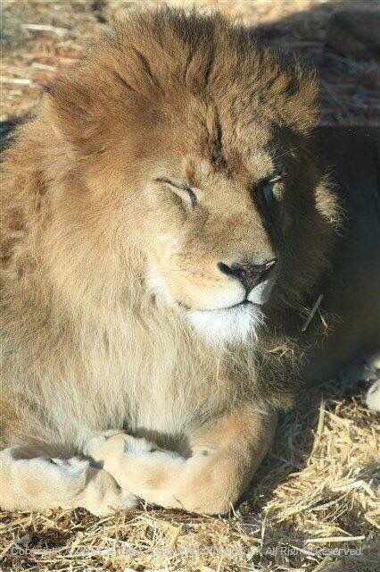 もふもふ注意 香箱座り ができるのは猫だけじゃない いろいろな動物の香箱座りまとめ もふもふちゃんねる