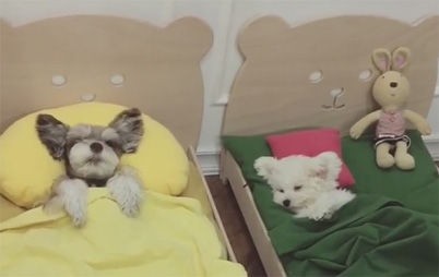 犬 とっても寝心地がいいワン 枕を使いお布団を掛けて寝るワンコ クマさん型のミニチュアベッドで寝る姿が可愛すぎる もふもふちゃんねる