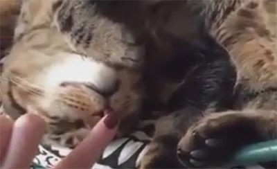 猫 このスイッチを押すニャン 猫の鼻をポチっとしてみた 不思議なことが起こった もふもふちゃんねる