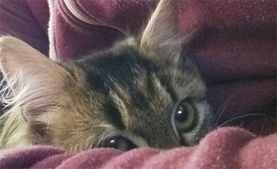 シャイな性格から誰もその猫に興味を示さず施設に居続けた猫→根気ある 