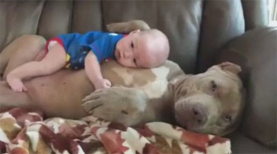 お腹の上でくつろぐ赤ちゃんを優しく見守るピットブル かつて ナニー犬 と呼ばれた姿を垣間見る もふもふちゃんねる