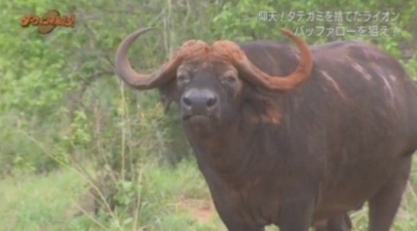 Nhkダーウィンが来た 常識はずれ タテガミを捨てたライオン Twitter反応 まとめ もふもふちゃんねる Nhkダーウィンが来た 常識はずれ タテガミを捨てたライオン Twitter反応 まとめ もふもふちゃんねる