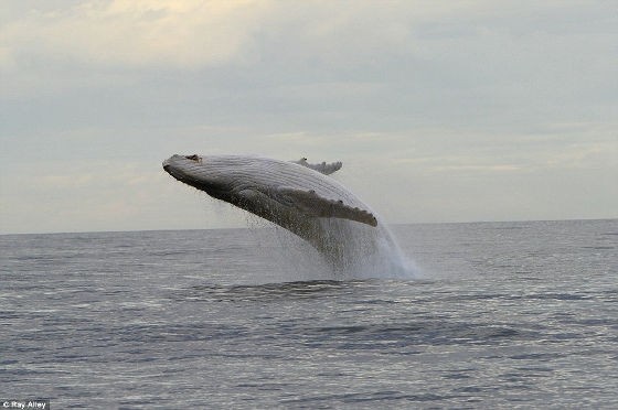 幻のクジラ 白鯨が目撃される もふもふちゃんねる