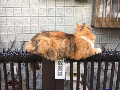 猫 こんなの効かないニャン 進化する猫 猫除けのトゲトゲに適応している日本の猫が海外で話題に もふもふちゃんねる