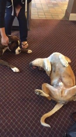 犬 頼むから起きてくれよ 死んだふりをしてお友達を驚かすワンコ 心から心配して嘆き悲しむ様子が撮影される もふもふちゃんねる