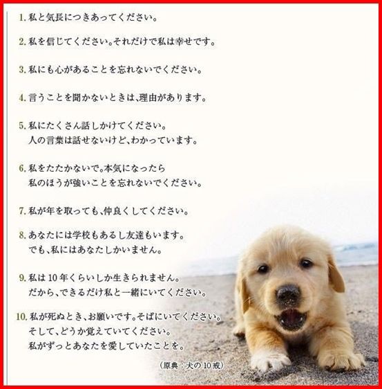 ペットブームの闇 ガリガリに痩せた犬を保護 1匹の捨て犬が教える ワトソン物語 に考えさせられる もふもふちゃんねる