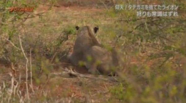 Nhkダーウィンが来た 常識はずれ タテガミを捨てたライオン Twitter反応 まとめ もふもふちゃんねる