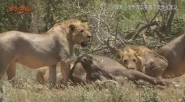 Nhkダーウィンが来た 常識はずれ タテガミを捨てたライオン Twitter反応 まとめ もふもふちゃんねる