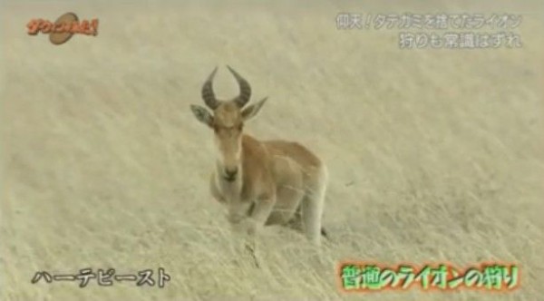 Nhkダーウィンが来た 常識はずれ タテガミを捨てたライオン Twitter反応 まとめ もふもふちゃんねる