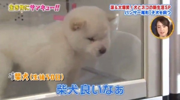 Tbsトコトン掘り下げ隊 生き物にサンキュー 犬 ネコの新生活スペシャル Twitter反応 まとめ もふもふちゃんねる