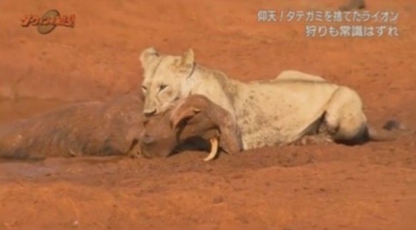 Nhkダーウィンが来た 常識はずれ タテガミを捨てたライオン Twitter反応 まとめ もふもふちゃんねる