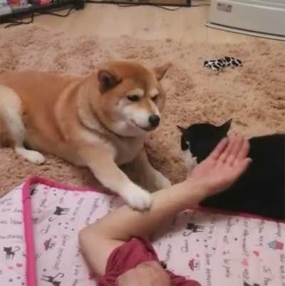 柴ワンコ もっとなでなでして欲しいワン 飼い主さんの愛を一身に受けたい柴犬が可愛い もふもふちゃんねる